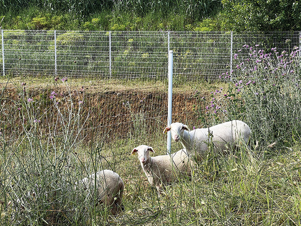 Profils-Systemes_ouverture-du-site-a-l-&Atilde;&copy;copaturage