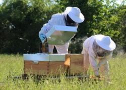 Des ruches chez Installux 