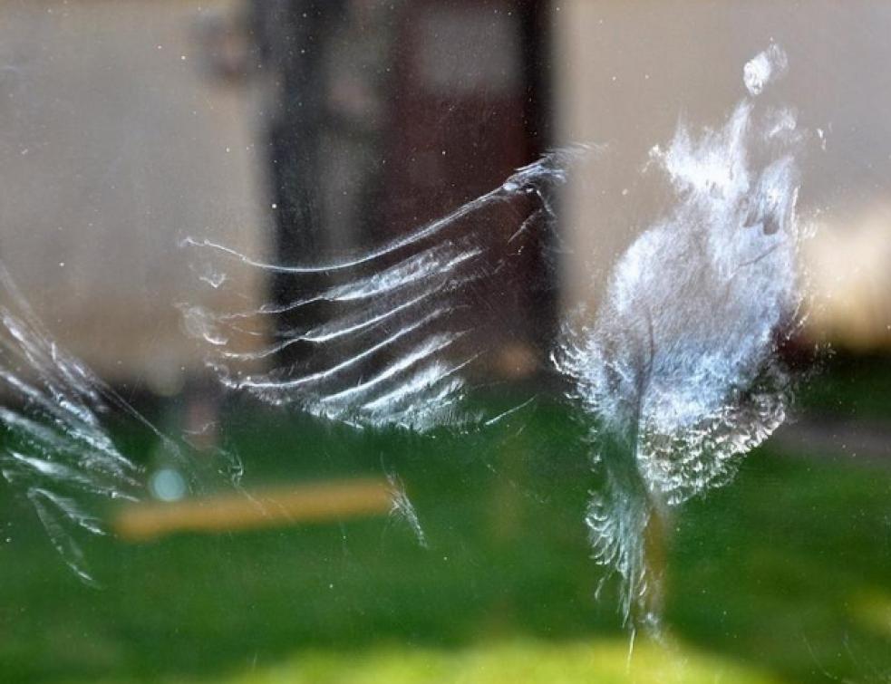 Club U2B : les acteurs du développement urbain prennent conscience du phénomène de la collision des 