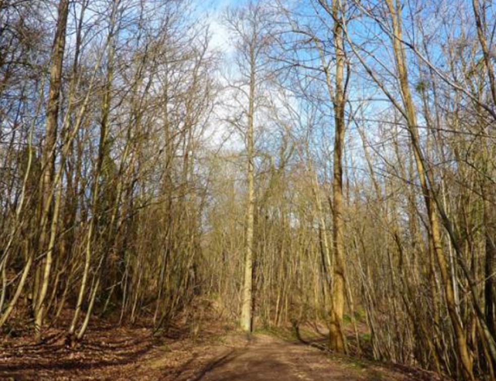 L'association FSC® France met en place de nouvelles règles pour préserver la biodiversité des forêts